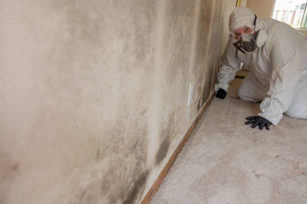  Paradise Valley, AZ Mold Removal Pros